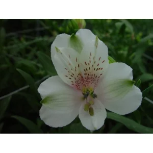 Сноубол Сноубол